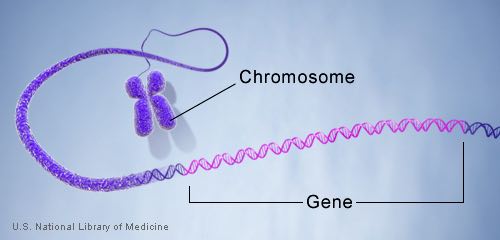 gene_in_a_chromosome