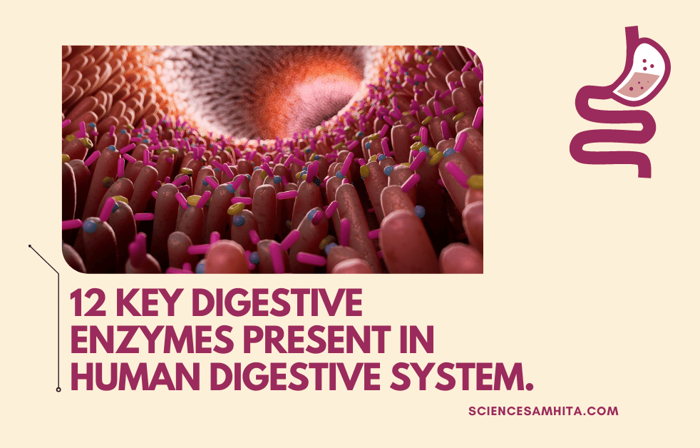 Digestive_Enzymes_present_in_Human_Digestive_System.